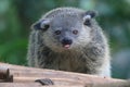 Adorable binturong face Arctictis binturong. Royalty Free Stock Photo